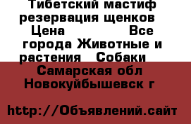 Тибетский мастиф резервация щенков › Цена ­ 100 000 - Все города Животные и растения » Собаки   . Самарская обл.,Новокуйбышевск г.